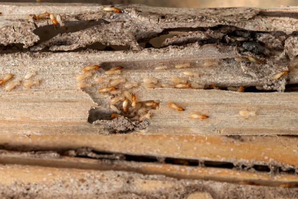 Best Wasp Removal Services  in Monona, IA